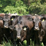 FDA changes stance on antibiotic use in food-producing animals