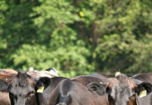 FDA changes stance on antibiotic use in food-producing animals