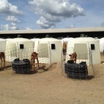 Talking with EASE: How to engage the public about animal welfare