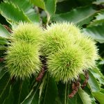 Growing chestnut trees from seed sweet chestnut
