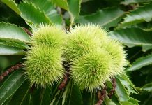 Growing chestnut trees from seed sweet chestnut