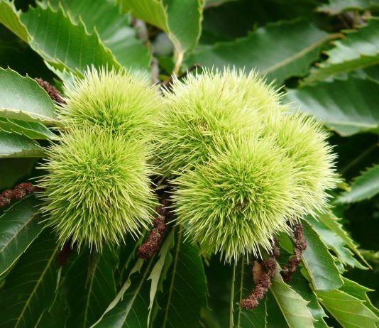 Growing chestnut trees from seed sweet chestnut