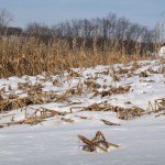 After a long weekend, grain market analysis tougher