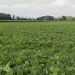 Pioneer, Bunge hope to double acreage of high oleic soybeans grown in Ohio