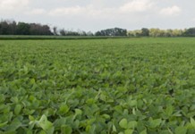 Pioneer, Bunge hope to double acreage of high oleic soybeans grown in Ohio