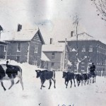 1901 Driving Cattle up 3rd St. from Ellsworth Ave. in Salem, Ohio