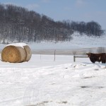 Learning to appreciate what this year offers hay bale in snow