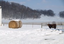 Don’t forget what is under the snow hay bale in snow
