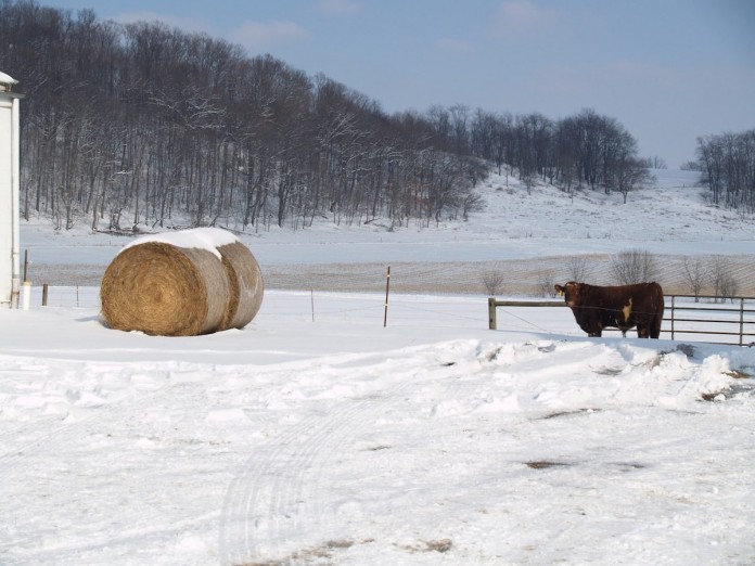 hay bale in snow hay bale in snow