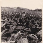 Tobacco farming