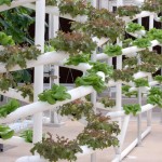 Researcher works on revolutionizing hydroponic plant growth to feed the masses