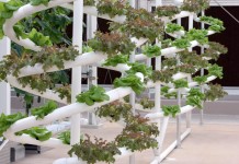 Researcher works on revolutionizing hydroponic plant growth to feed the masses