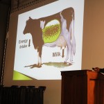 Fiber ‘and’ digestibility critical to dairy grazing
