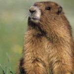 Groundhog’s day: Why exactly do groundhogs hibernate?