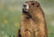 Groundhog’s day: Why exactly do groundhogs hibernate?
