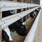 Holsteins at Watts Farm