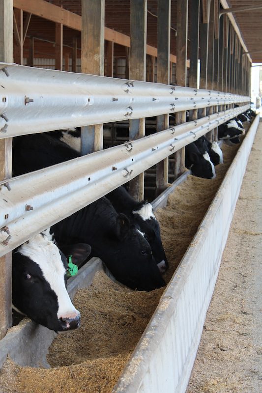 Holsteins at Watts Farm 