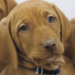 Dogs likely originated in Europe more than 18,000 years ago, biologists report