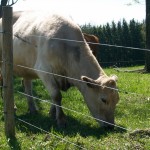 Ohio Beef Checkoff up for vote, would increase from $1 to $2 per head