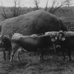 Mr. Baughman and Cattle