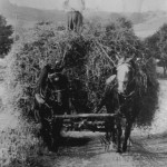 Hay in a wagon