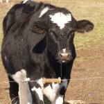 Cash prices will barely cover direct costs of raising corn