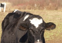 Cash prices will barely cover direct costs of raising corn