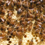 honey bees