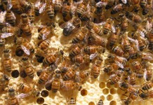 Shelter in place — like the bees honey bees
