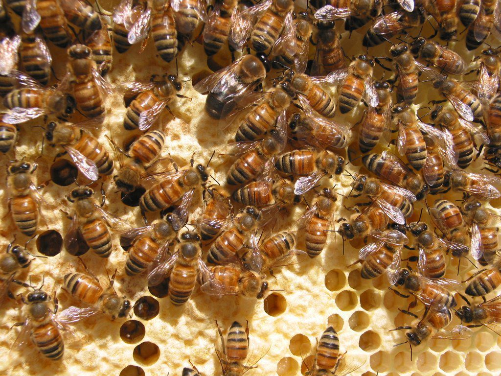 honey bees