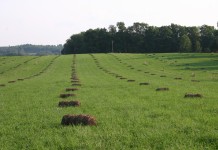 How to extend your grazing season to avoid feeding hay early