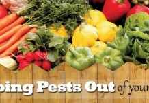 How to keep pests out of your garden