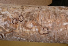 The emerald ash borer has met its match Emerald ash borer damage