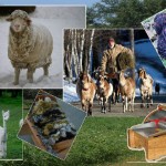 8e1ac9d1e7d9fd2e01a48f96cf0c36a9_ul1d