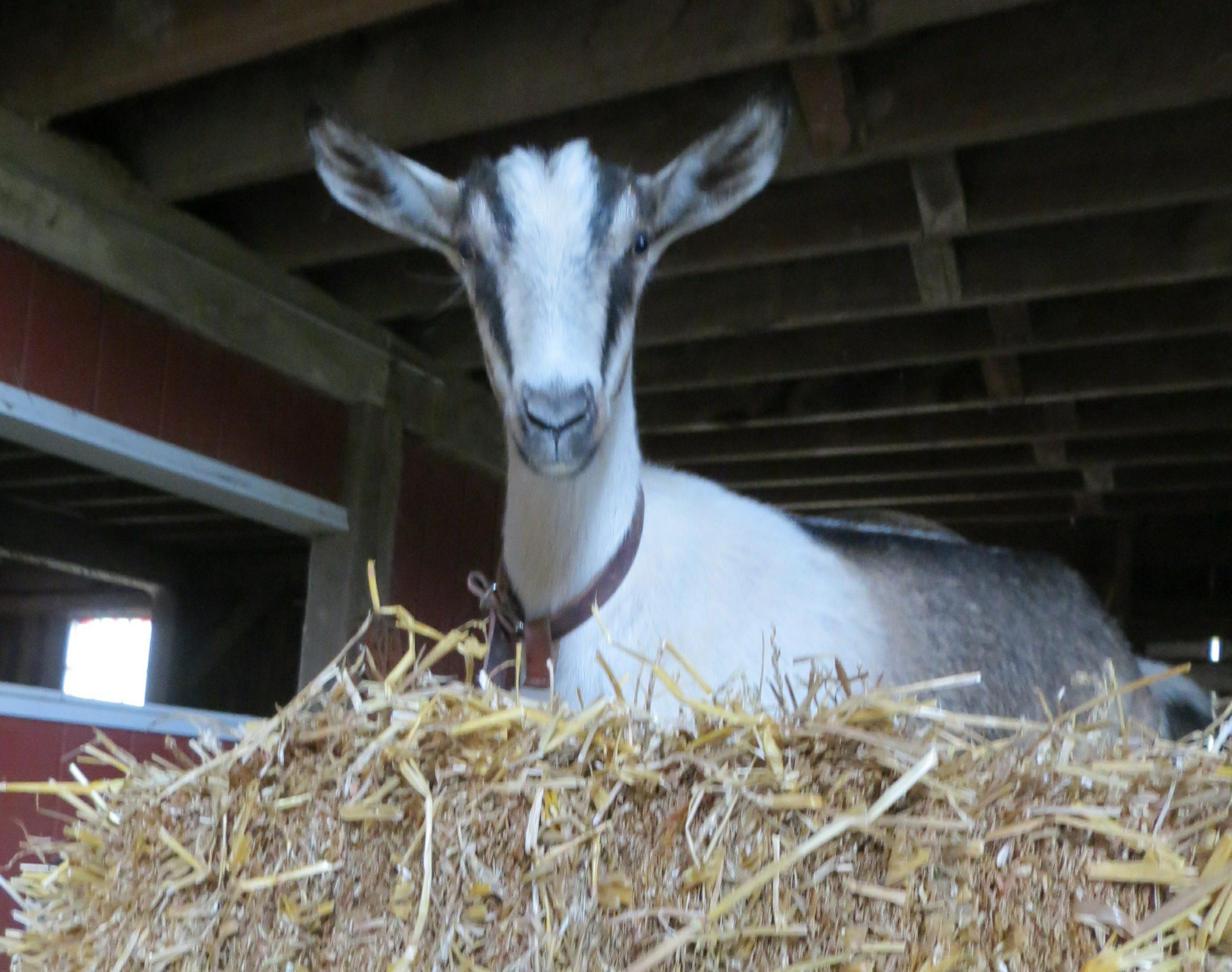 Dairy goat