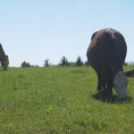 beef cattle on pasture
