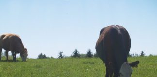 Grass-fed grazing workshop for Ohio and Pa. producers beef cattle on pasture