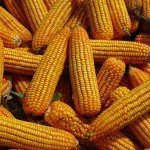 Nearly 432 million acres planted to biotech crops in 2013