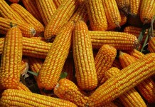 Nearly 432 million acres planted to biotech crops in 2013