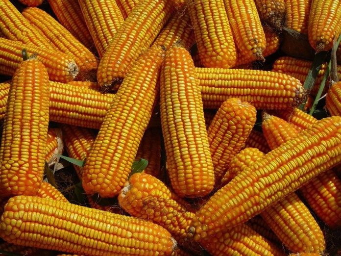 biotech corn