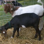 Ohio veteran group holding small ruminant workshop