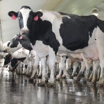 dairy cow parlor