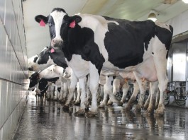 dairy cow parlor