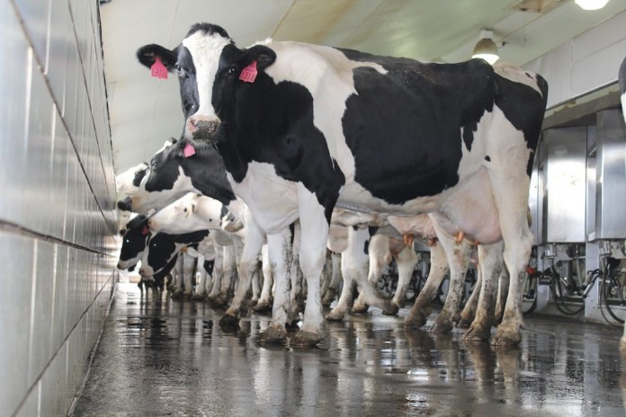 dairy cow parlor
