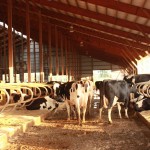 What triggered high milk prices? Exports