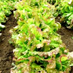 lettuce in garden
