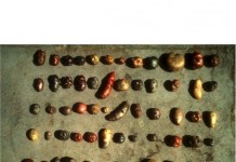 Potatoes come in more sizes, colors than most Americans know