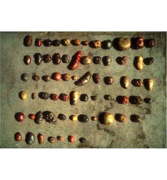 potato diversity
