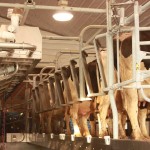 N.Y.-based Dairylea merges with Dairy Farmers of America milking parlor