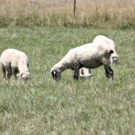 Cache Valley virus hits Ohio flocks sheep grazing